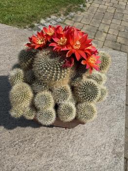 Rebutia rot